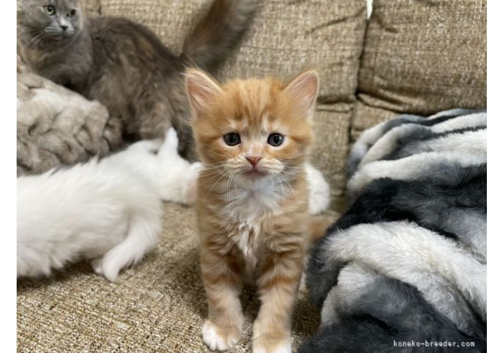 cat_img_2_e0f7009fdf68