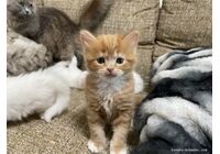 cat_img_2_e0f7009fdf68