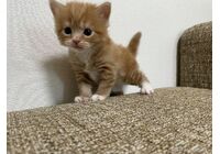 cat_img_3_8a127ac3f2b9
