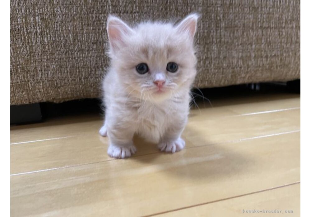 cat_img_1_1ae5843e8d08