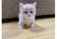 cat_img_1_1ae5843e8d08