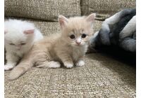 cat_img_2_206f6d1d1076
