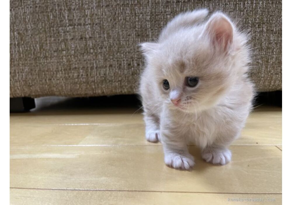 cat_img_3_bbf39a476d05