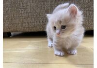 cat_img_3_bbf39a476d05