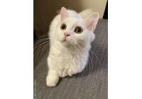 cat_img_1_018490fc6e0ec724669