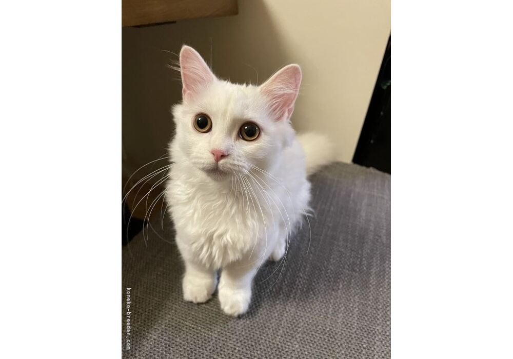 cat_img_2_db26a417fa80e966f33
