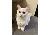 cat_img_2_db26a417fa80e966f33