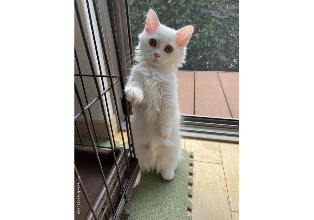 cat_img_3_fc45ea319e112d98748