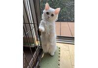 cat_img_3_fc45ea319e112d98748