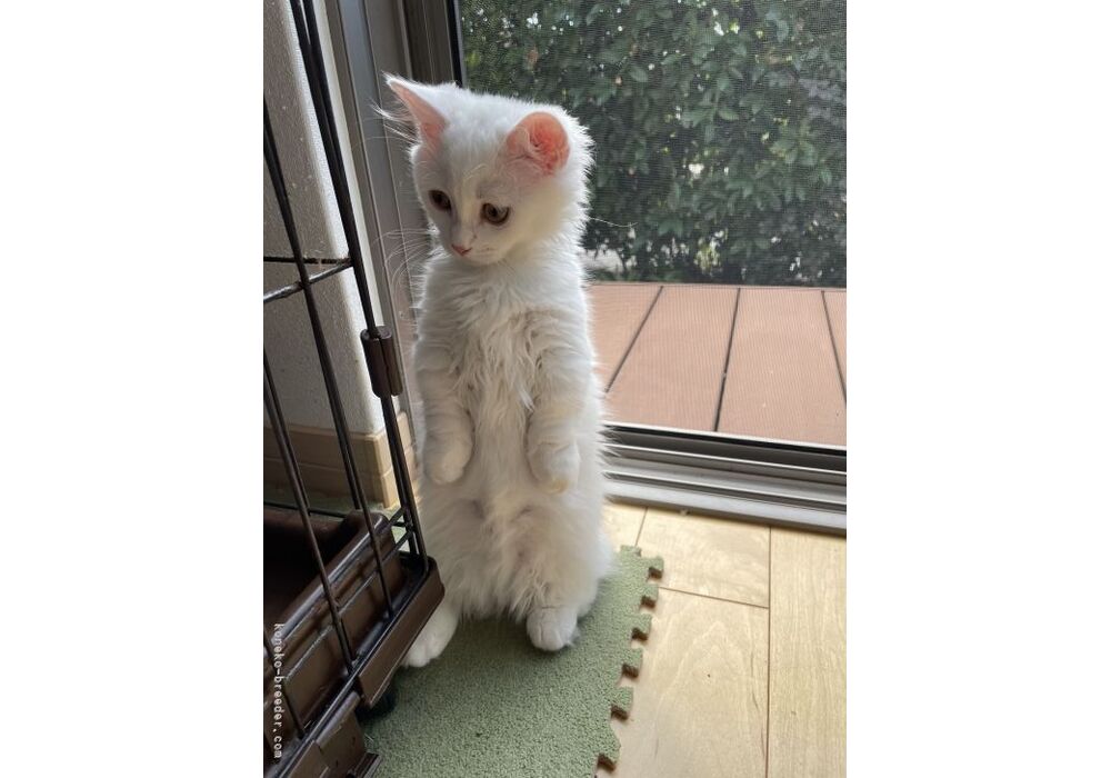cat_img_4_2e58f21dc2f138aaef4