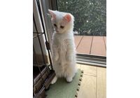 cat_img_4_2e58f21dc2f138aaef4