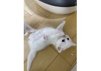 cat_img_5_457d0a78d256d7fac18