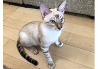 cat_img_1_776c97cfa128