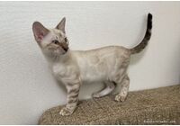 cat_img_2_5a0c8b9176c3