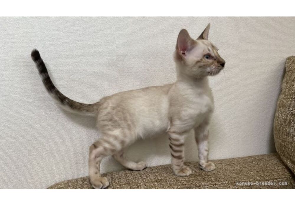 cat_img_3_48afb823b538