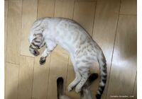cat_img_5_66b5448ca3f0